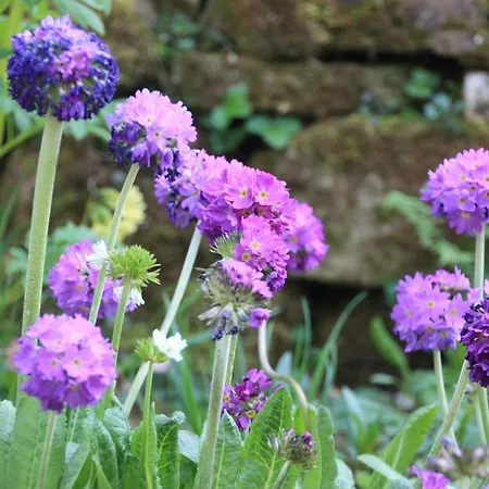 Wohlfuehloase Fuer Natur- Und Gartenliebhaber By Interhome アパート