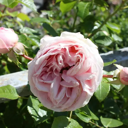 Wohlfuehloase Fuer Natur- Und Gartenliebhaber By Interhome * Walkenried